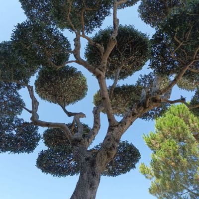 Photo by La Mediterrània on April 17, 2024. May be an image of tree.